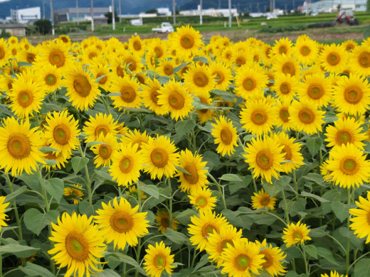 519406 (a): :1600x1200
